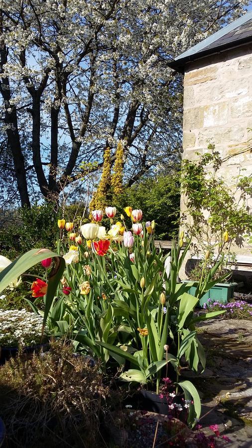 The Studio At Maspie House Falkland Exterior foto